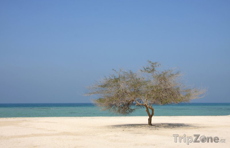 Fotka, Foto Osamocený strom na pláži (Bahrajn)
