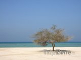 Osamocený strom na pláži