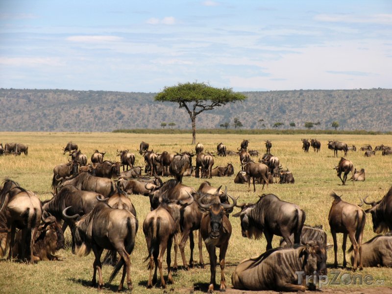 Fotka, Foto Pakoňové v národním parku Masai Mara (Keňa)