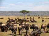 Pakoňové v národním parku Masai Mara