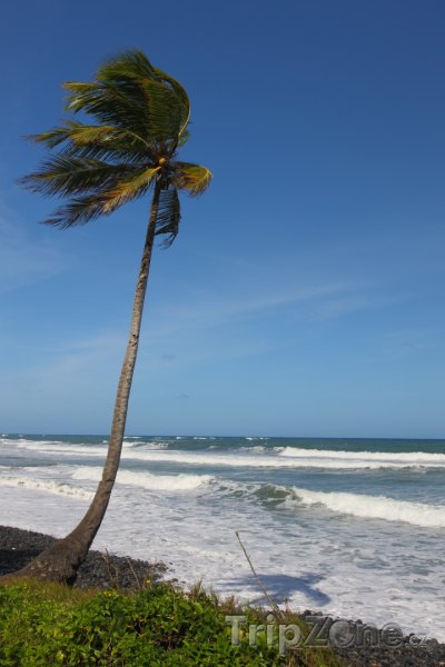 Fotka, Foto Palma na pláži (Dominika)