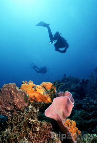 Fotka, Foto Potápěč u korálového útesu (Dominika)