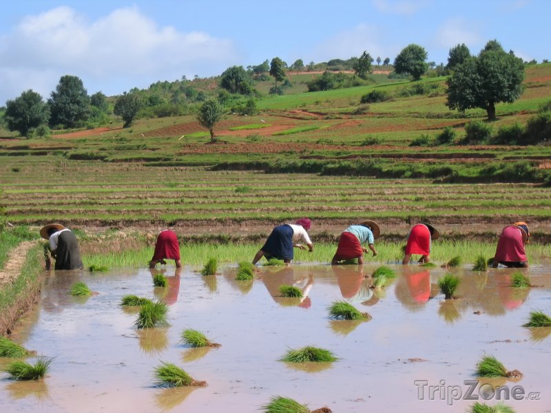 Fotka, Foto Práce na rýžovém poli u města Kalaw (Barma)