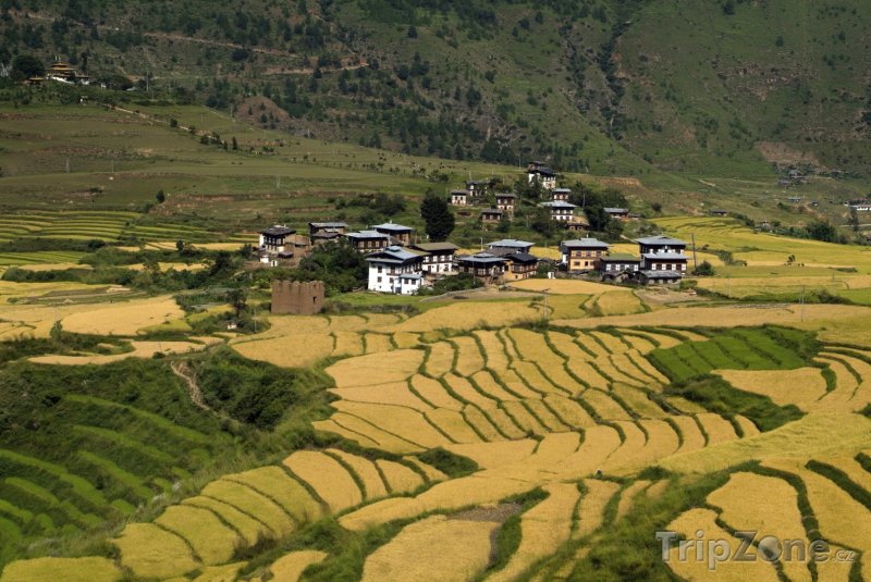 Fotka, Foto Rýžová pole v údolí Punakha (Bhútán)