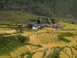 Rýžová pole v údolí Punakha