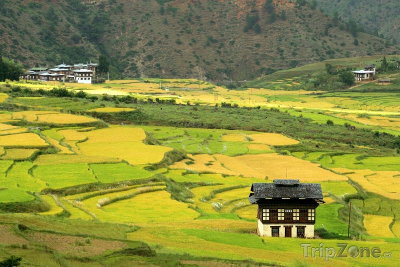 Fotka, Foto Rýžová pole (Bhútán)