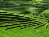 Rýžové terasy na Bali