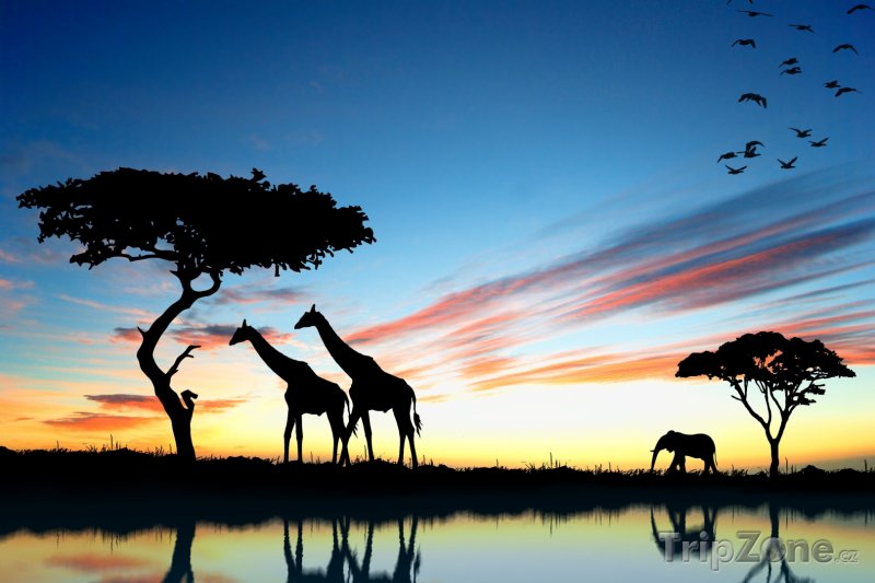 Fotka, Foto Safari v západu slunce (Keňa)