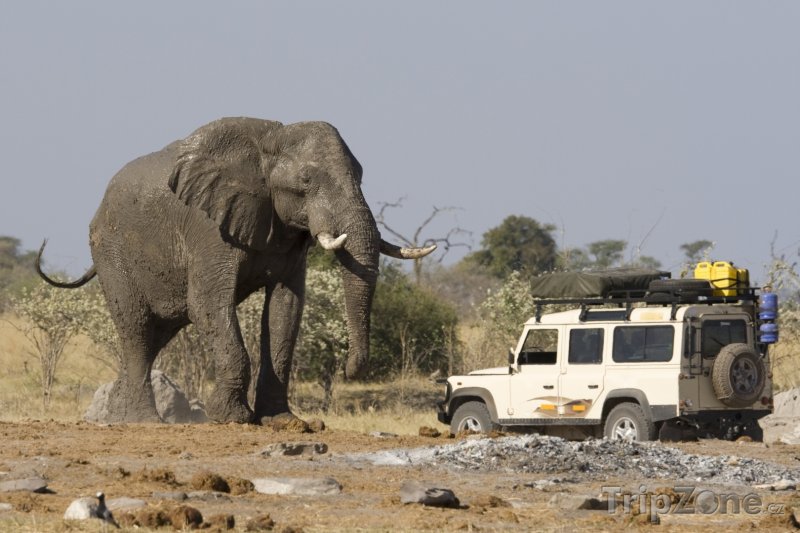 Fotka, Foto Slon africký u Jeepu (Botswana)