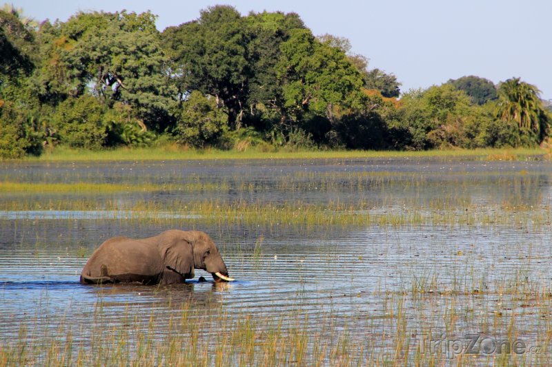 Fotka, Foto Slon v řece Okavango (Botswana)