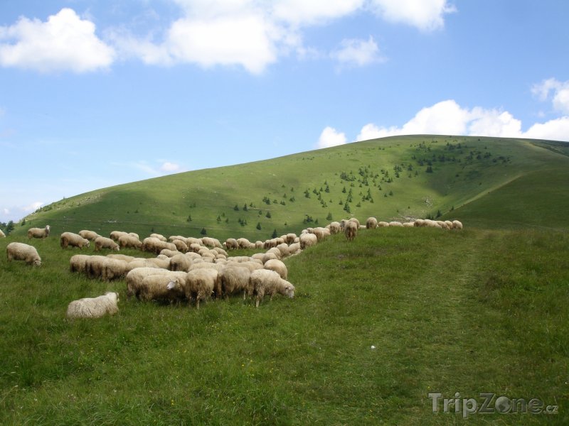 Fotka, Foto Stádo ovcí (Nový Zéland)