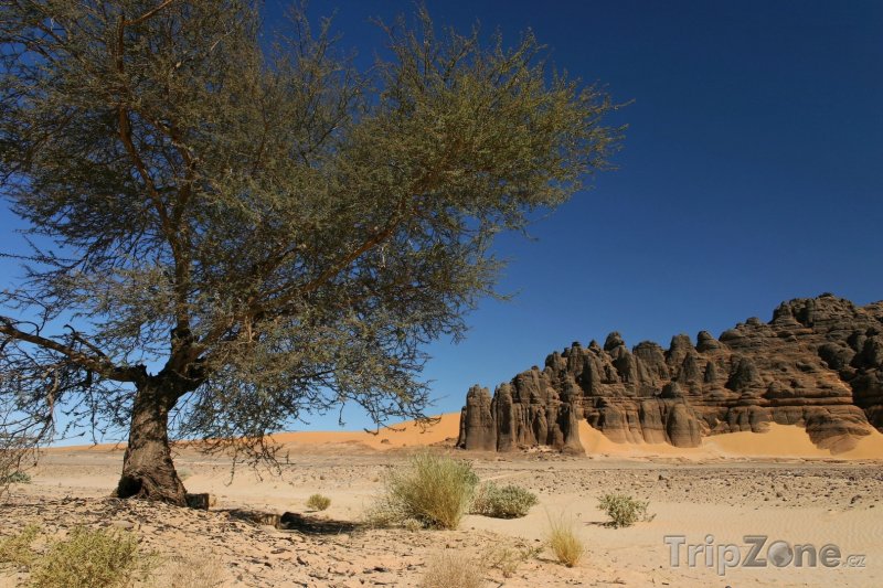 Fotka, Foto Strom a pohoří Ahaggar na Sahaře (Alžírsko)