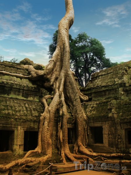 Fotka, Foto Strom rostoucí na chrámu Ta Prohm (Kambodža)