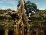 Strom rostoucí na chrámu Ta Prohm