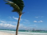 Tulum, palma na pláži