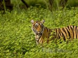 Tygr v národním parku Ranthambore