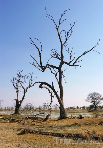 Fotka, Foto Uschlé stromy u řeky Okavango (Botswana)