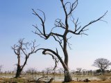 Uschlé stromy u řeky Okavango