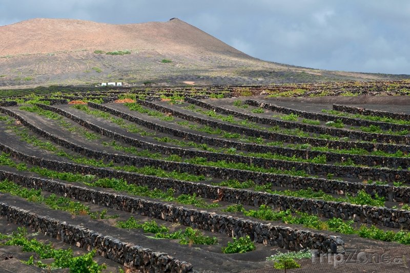 Fotka, Foto Vinice na ostrově Lanzarote (Španělsko)
