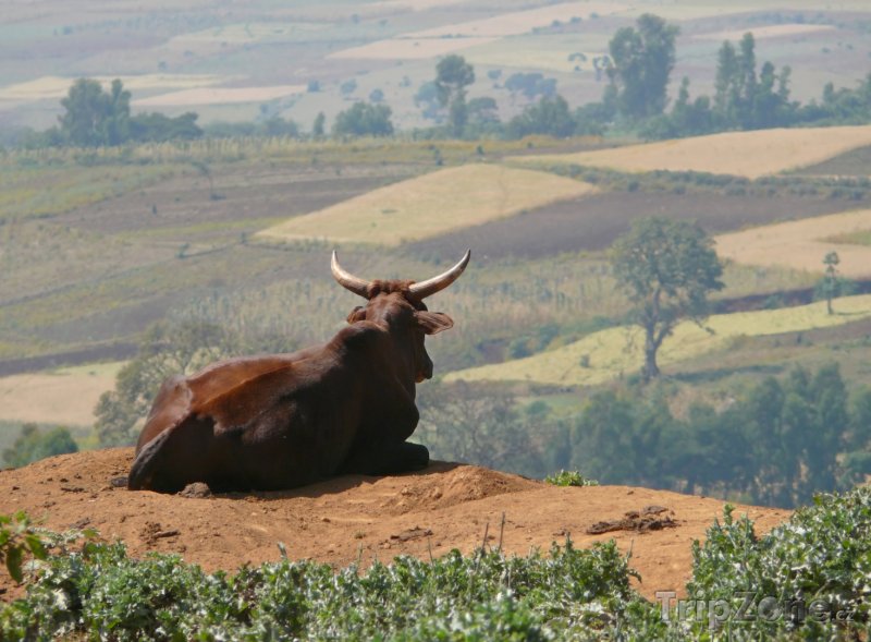 Fotka, Foto Vůl odpočívající na kopci (Etiopie)
