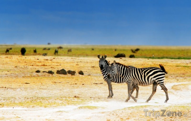 Fotka, Foto Zebry v národním parku Amboseli (Keňa)