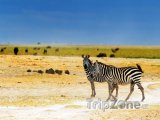 Zebry v národním parku Amboseli