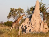 Žirafa u termitiště