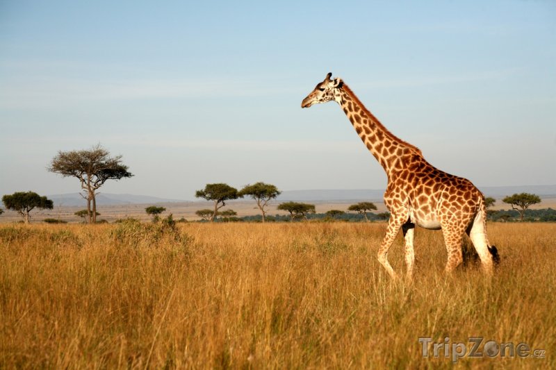 Fotka, Foto Žirafa v parku Masai Mara (Keňa)