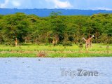 Žirafy u jezera Naivasha