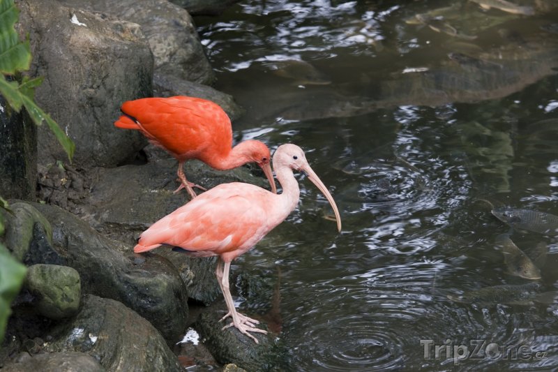 Fotka, Foto Ibis rudý, národní pták Trinidadu (Trinidad a Tobago)