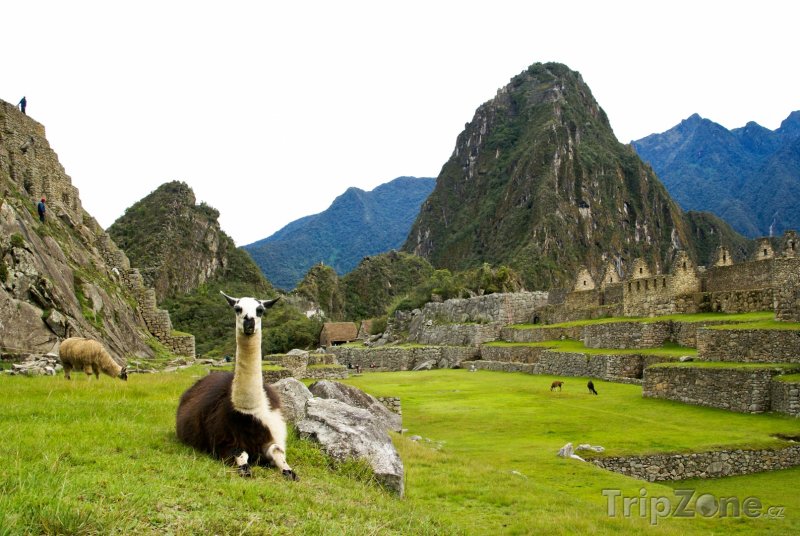 Fotka, Foto Lamy na Machu Picchu (Peru)
