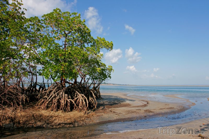 Fotka, Foto Mangrovy na pobřeží města Vilankulo (Mosambik)