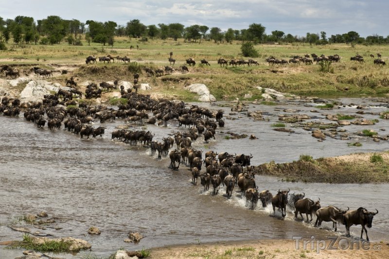 Fotka, Foto Národní park Serengeti, velká migrace pakoňů (Tanzanie)