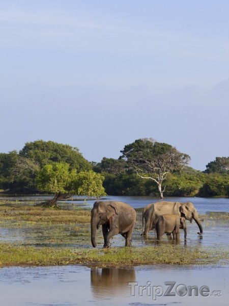 Fotka, Foto Národní park Yala, sloni v močále (Srí Lanka)