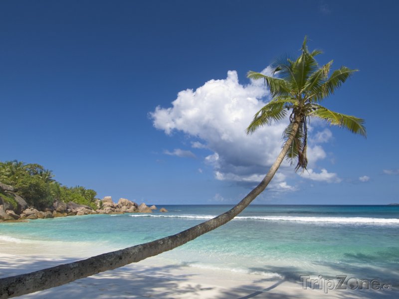 Fotka, Foto Palma na pobřeží ostrova La Digue (Seychely)
