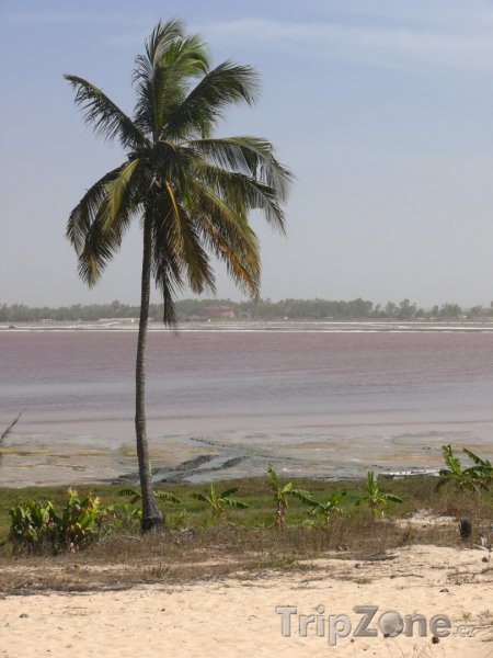 Fotka, Foto Palma u Růžového jezera (Senegal)