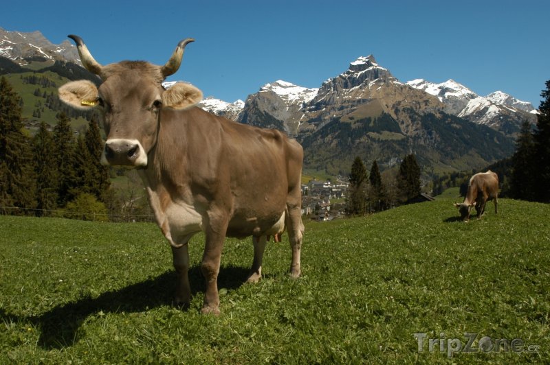 Fotka, Foto Pasoucí se krávy u města Engelberg (Švýcarsko)