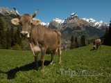 Pasoucí se krávy u města Engelberg
