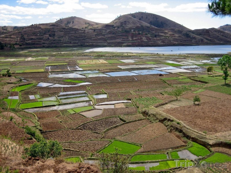 Fotka, Foto Pohled na rýžová pole (Madagaskar)