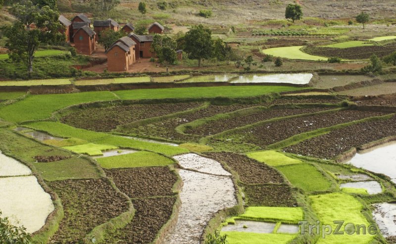 Fotka, Foto Rýžová pole (Madagaskar)