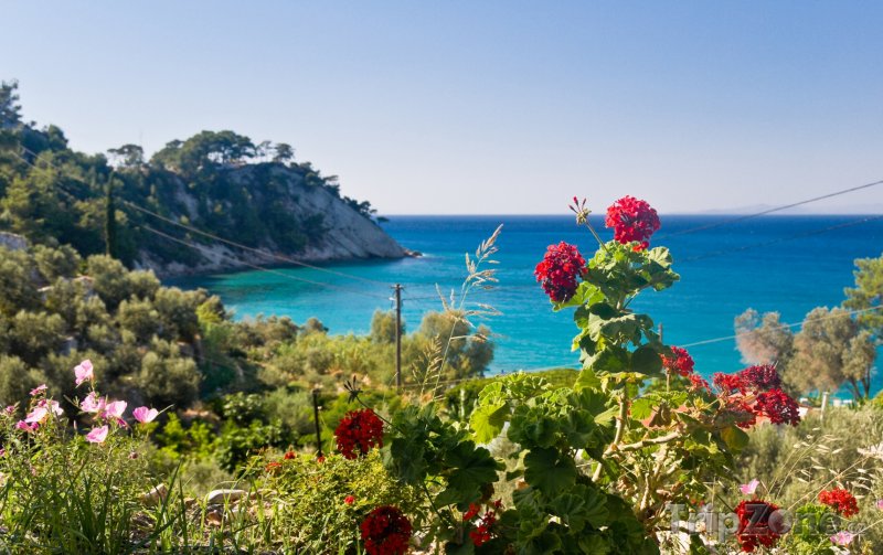 Fotka, Foto Samos, květiny na útesu (Řecko)