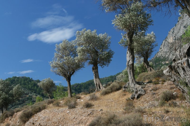 Fotka, Foto Samos, olivovníky (Řecko)