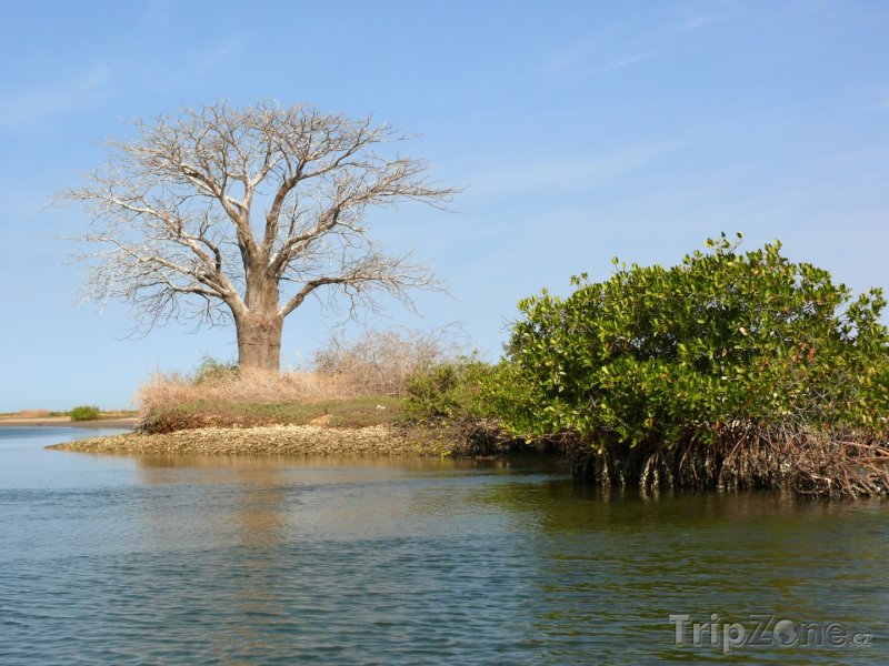 Fotka, Foto Strom Baobab v deltě řeky Saloum (Senegal)