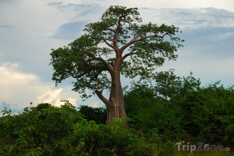 Fotka, Foto Strom v národním parku Kafue (Zambie)