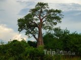 Strom v národním parku Kafue