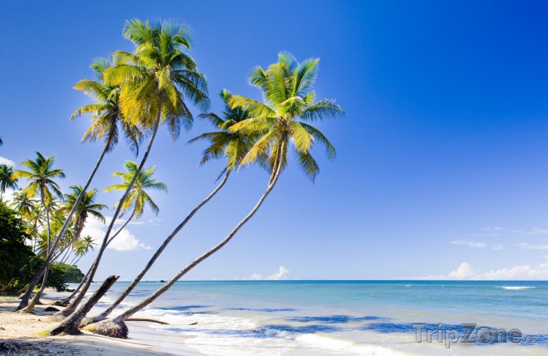 Fotka, Foto Trinidad, palmy na pláži (Trinidad a Tobago)