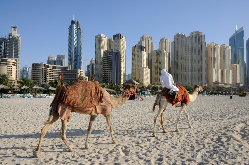 Fotka, Foto Velbloudi na dubajské pláži (Spojené arabské emiráty)