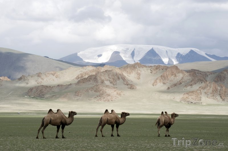 Fotka, Foto Velbloudi na poušti (Mongolsko)