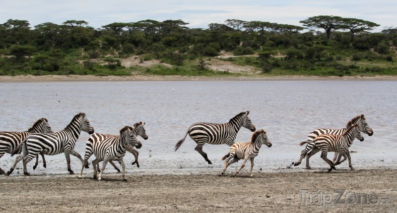 Fotka, Foto Zebry v národním parku Serengeti (Tanzanie)