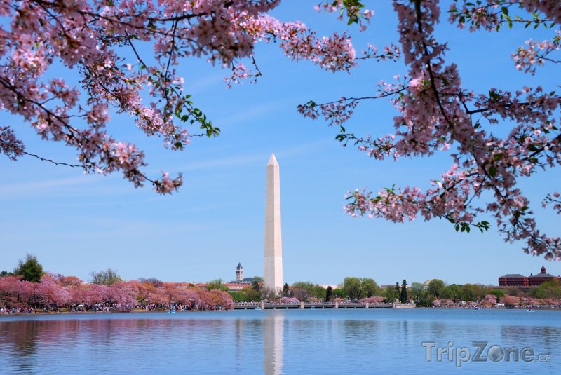 Fotka, Foto Kvetoucí třešeň a Washingtonův monument (Washington D.C., USA)